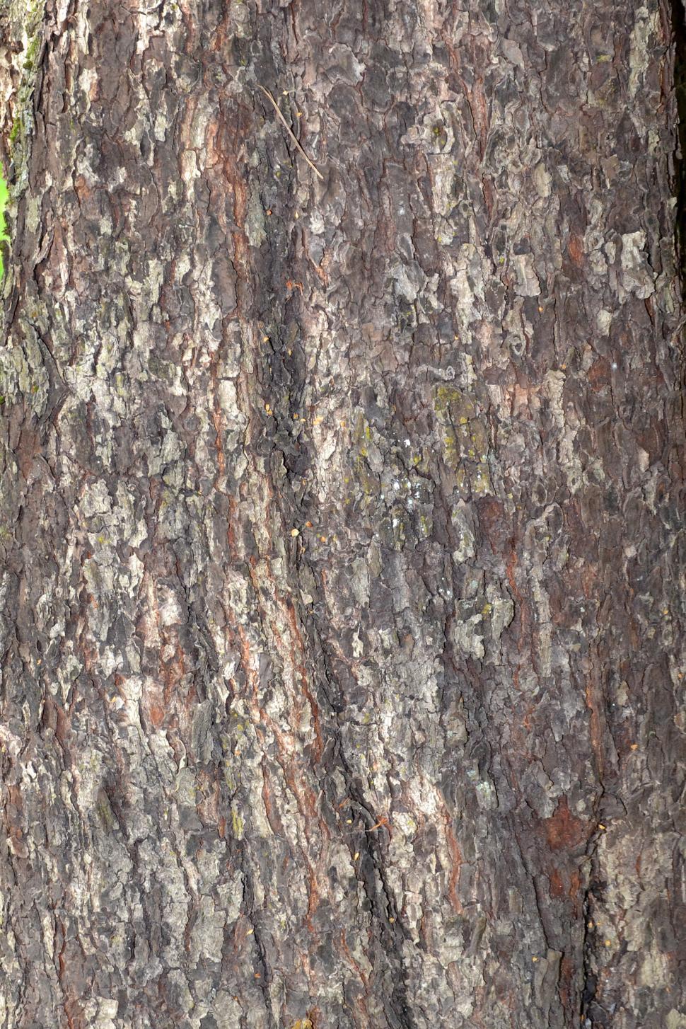 Free Image of Bark of wild service tree 