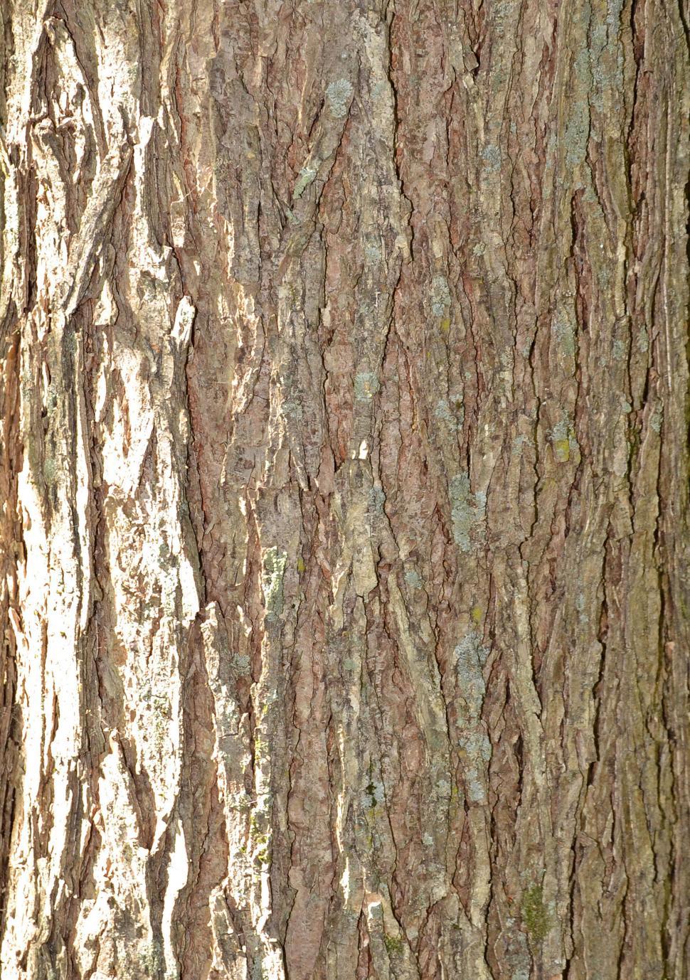 Free Image of Bark of american elm 