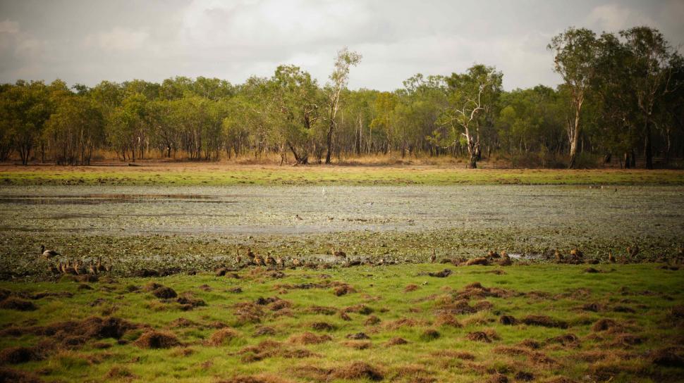 Free Image of Australian Marsh 