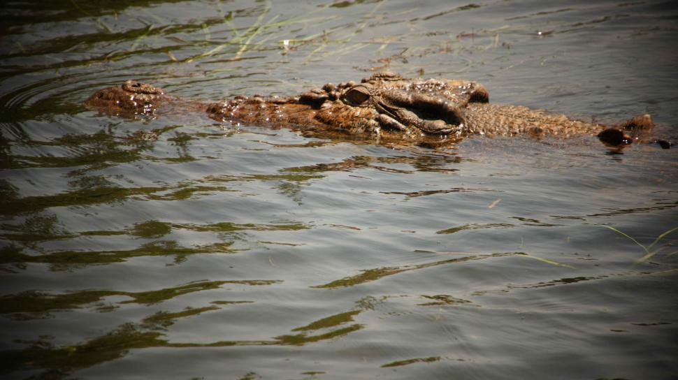 Free Image of Crocodile in the Water 