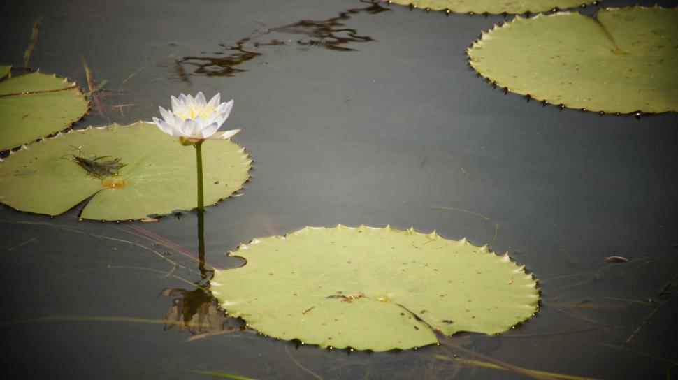 Free Image of Lilly Pad Flower 