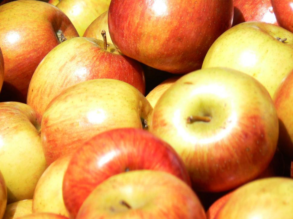 Free Image of Appels 