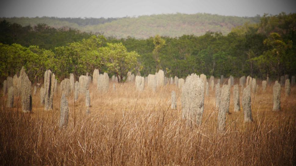 Free Image of Giant Termite Mounds 