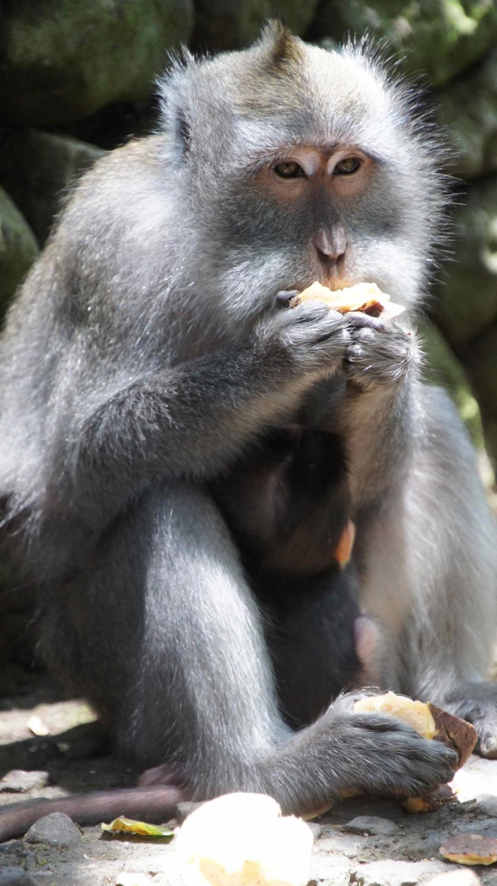 Free Image of Monkey Hanging Out Eating 