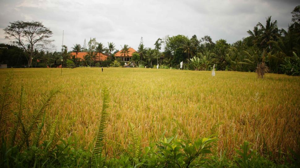 Free Image of Rice Fields in Bali 