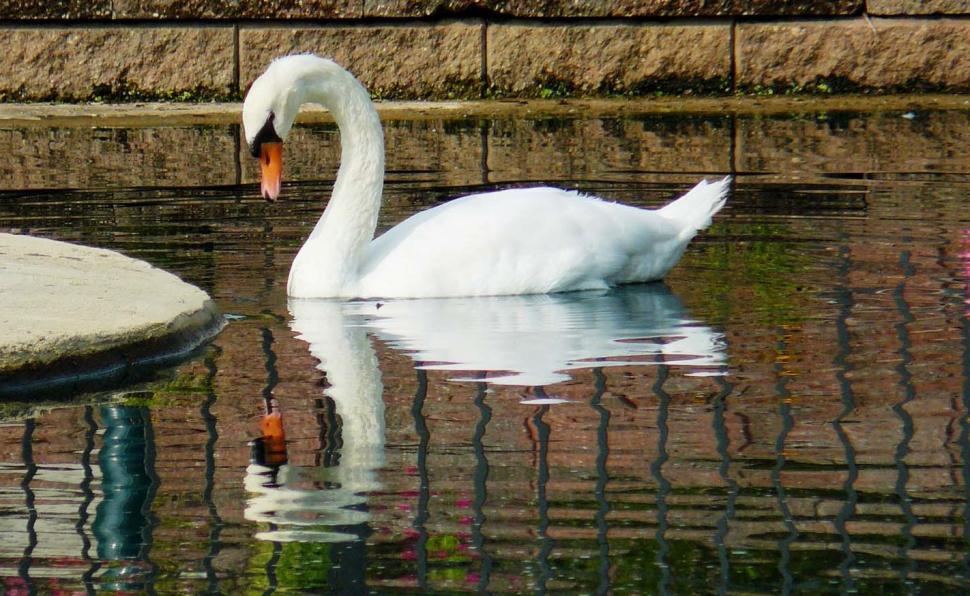 Free Image of Lone Swan 