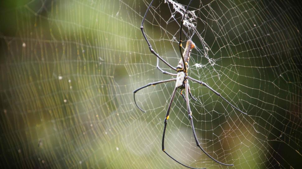 Free Image of Giant Spider 
