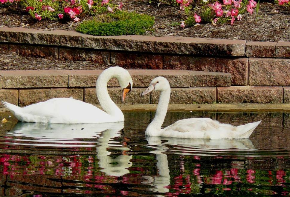 Free Image of Two Swans 
