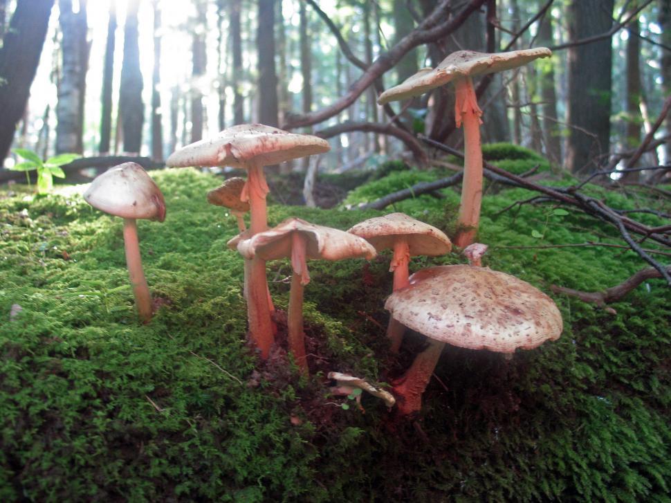 Free Image of Mushrooms in the forest 