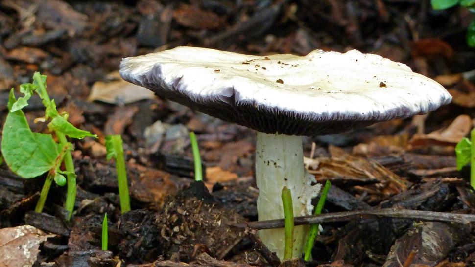 Free Image of Mushroom after the rain 