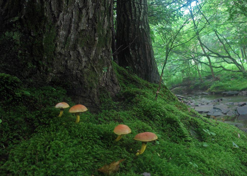 Free Image of Mushrooms in a forest 