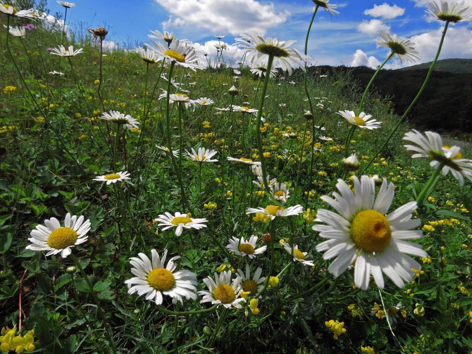Free Image of Daisies in bloom under white clouds 