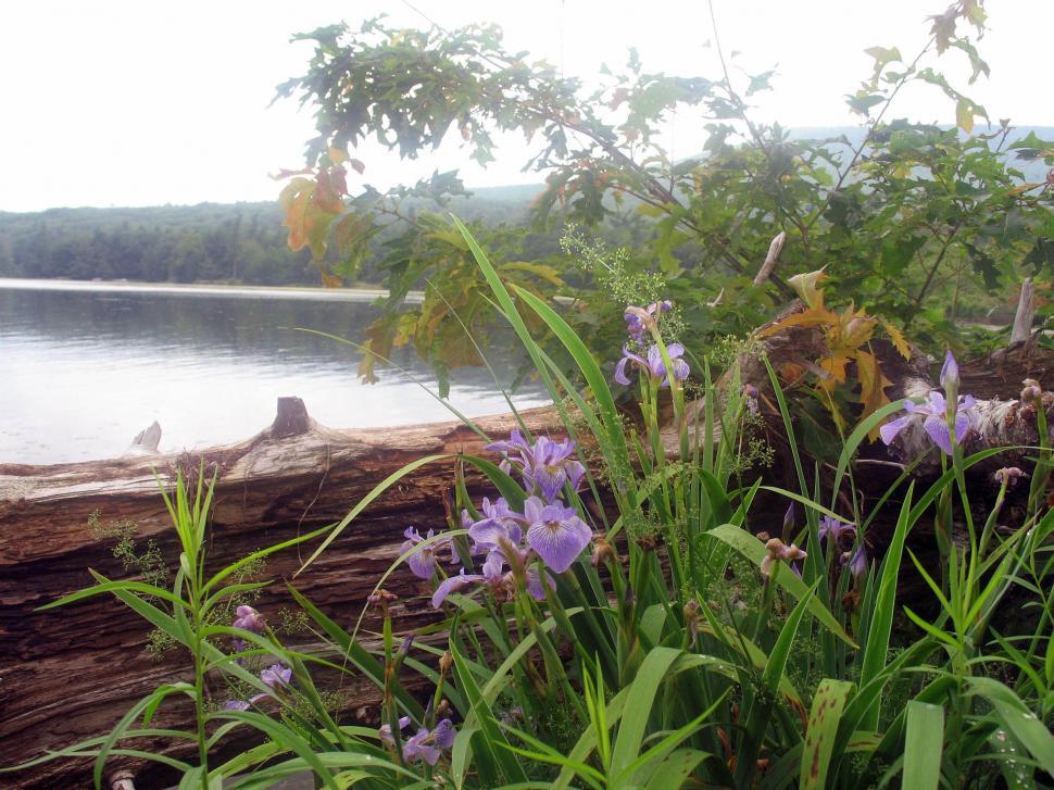 Free Image of Purple iries by the lake 