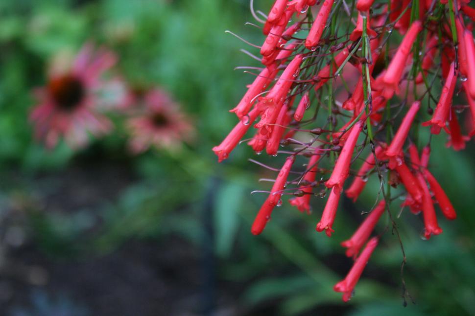 Free Image of Close up of red tubular flowers of the firecracker plant 