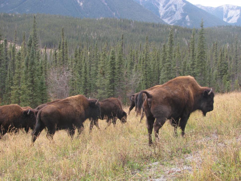 Free Image of Small Herd of Wild Wood Bison in Northern Canada 