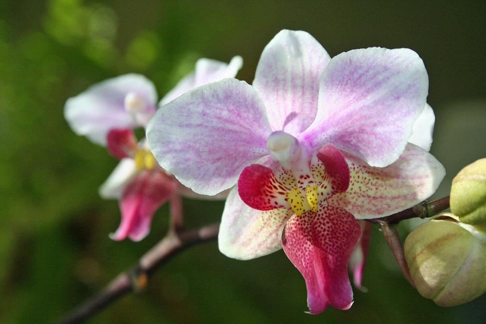 Free Image of Beautiful white/pink Phalaenopsis orchid in bloom. 