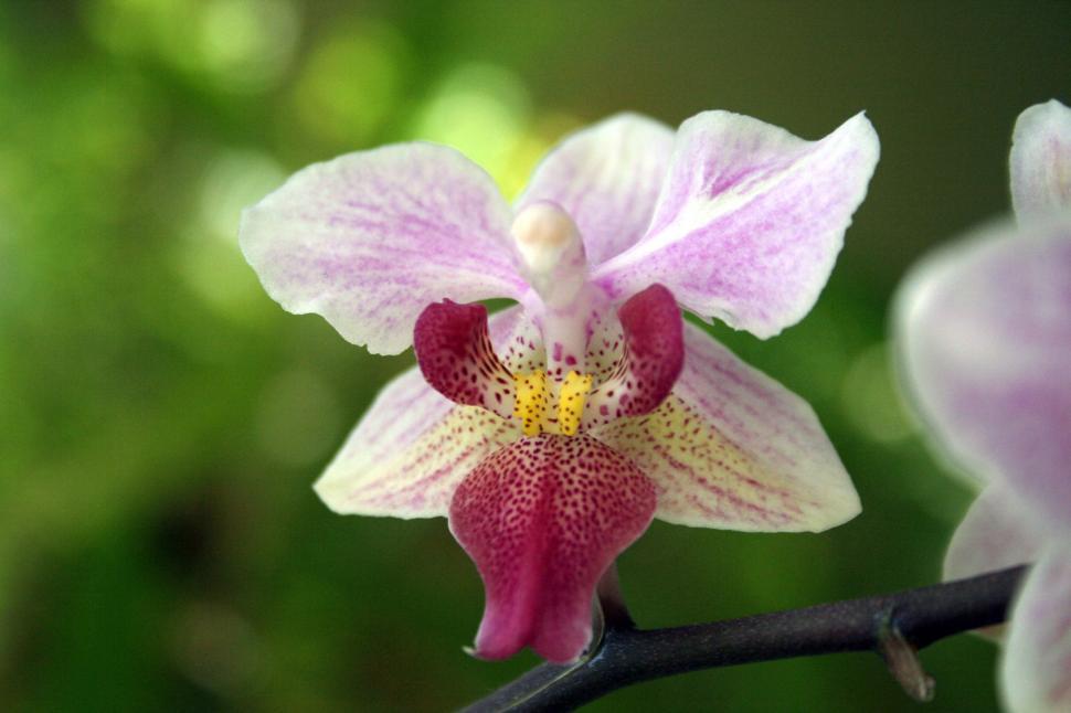 Free Image of Beautiful Phalaenopsis orchid in bloom. 