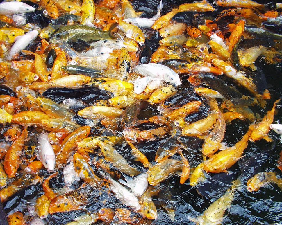 Free Image of Koi fish feeding frenzy 