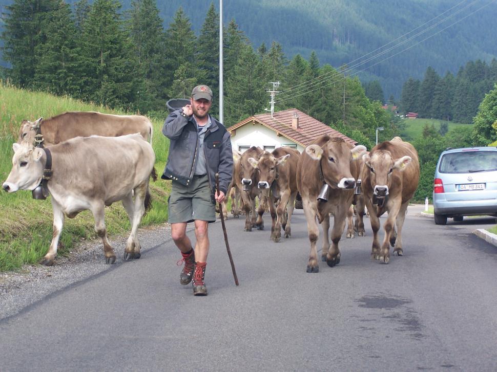 Download Free Stock Photo of Farmer Herding Cattle 