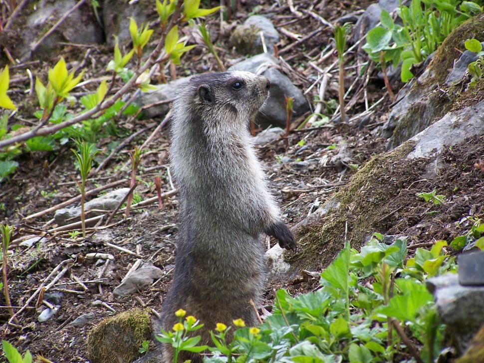 Free Image of Marmot in the meadow 