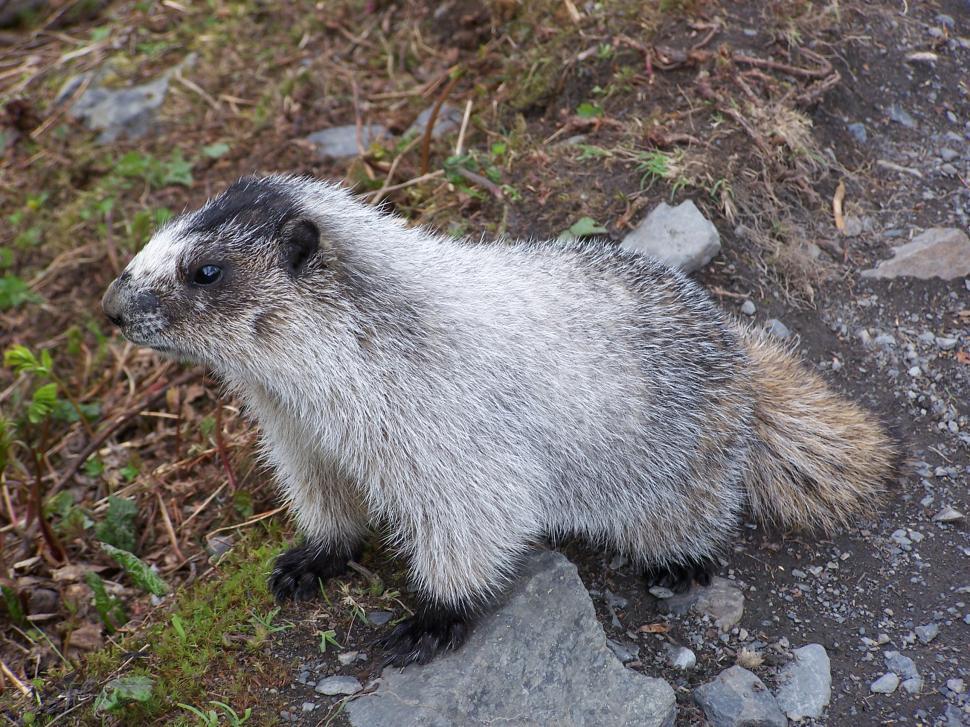 Free Image of Marmot in the meadow 