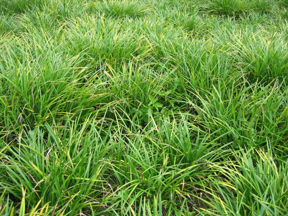 Free Image of Lush Field of Green Grass With Abundant Leaves 