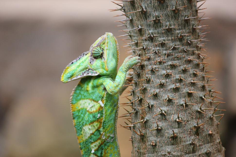 Free Image of the climbing lizard 