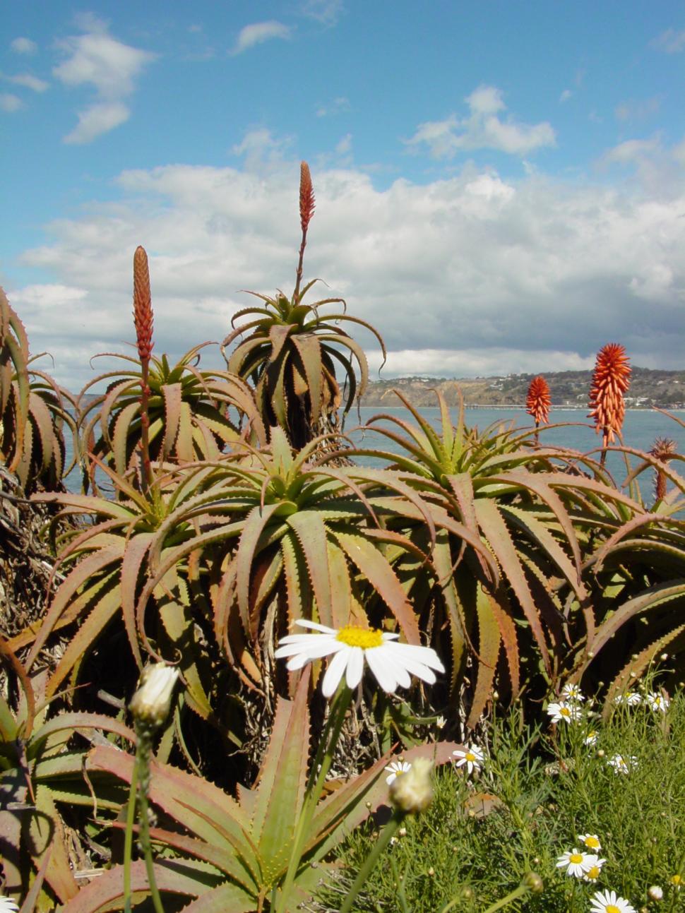 Free Image of Tropical Flowers by the Ocean 