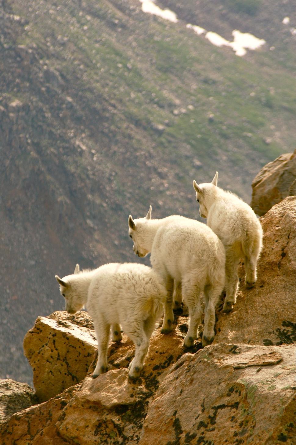 Free Image of Mountain Goat 