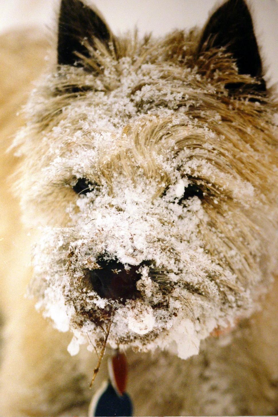 Download Free Stock Photo of Snowy Dog Face Covered in Snow 