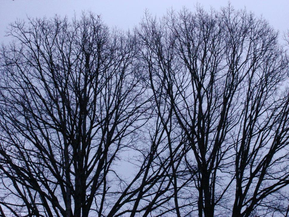 Free Image of Group of Leafless Trees in Winter 