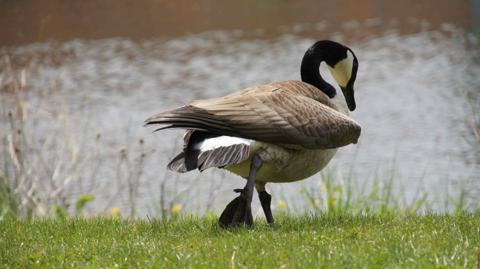 Free Image of Goose Standing By Water 
