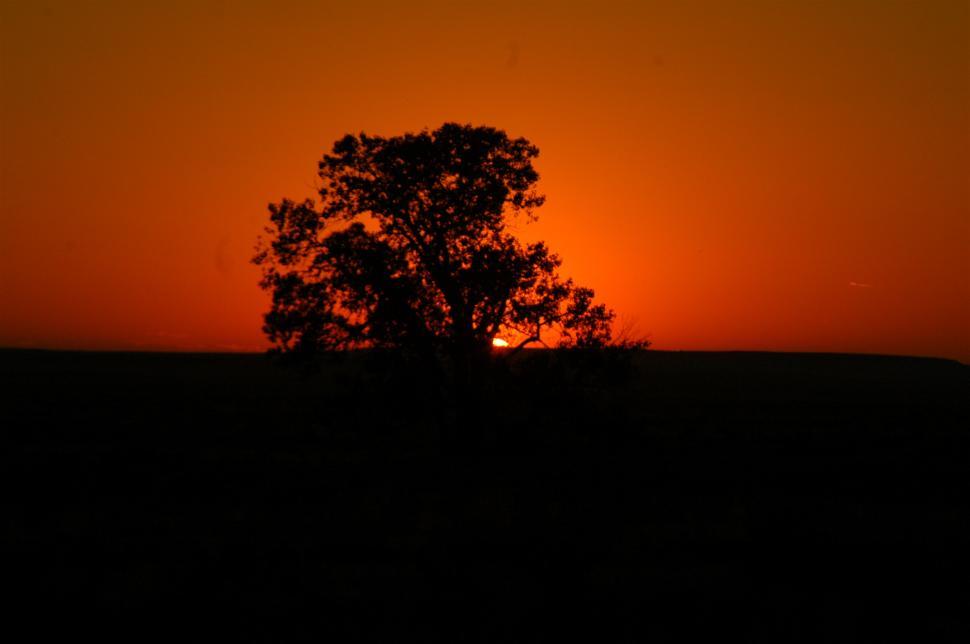 Free Image of Orange Sunset and Shadow Tree 