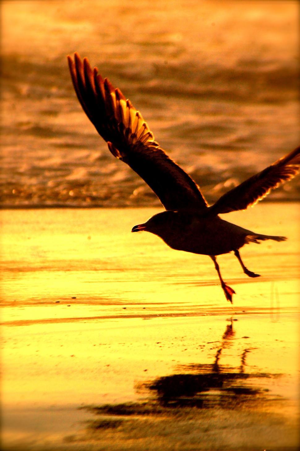 Free Image of Bird takes Flight by the Ocean Beach 
