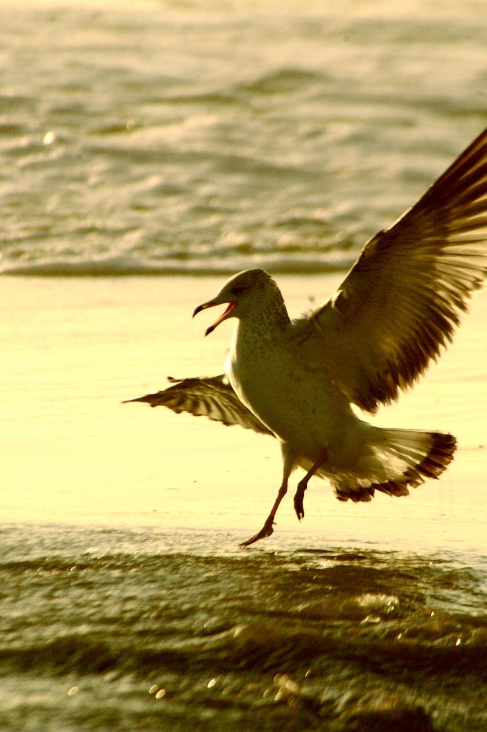 Free Image of Bird Lands by the Ocean Beach 