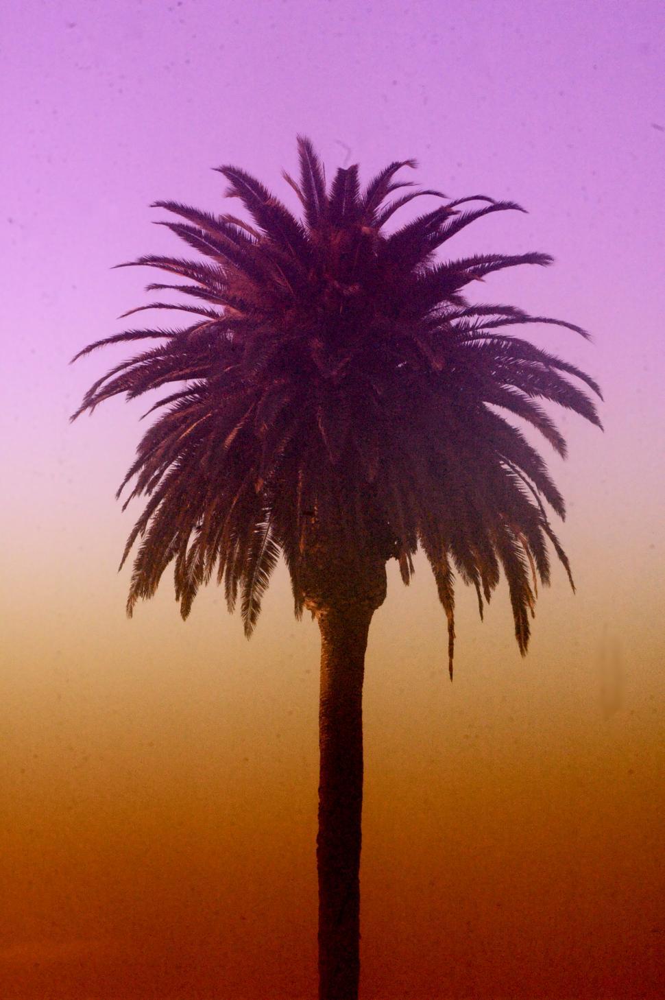 Free Image of Palm Tree Silhouette in the Colorful Sky 