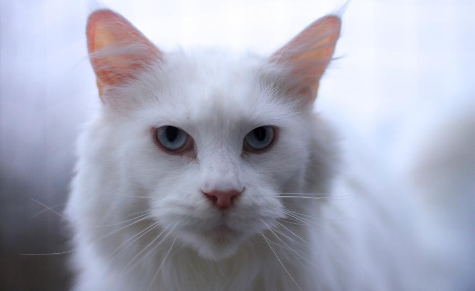 Free Image of White Maine Coon Portrait 