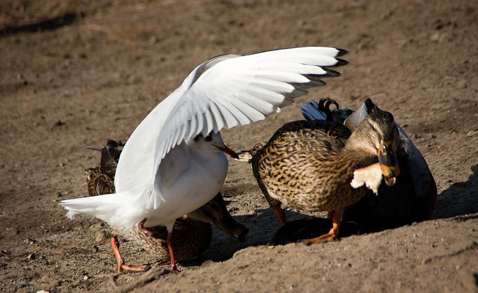 Free Image of Gull & Duck Conflict 