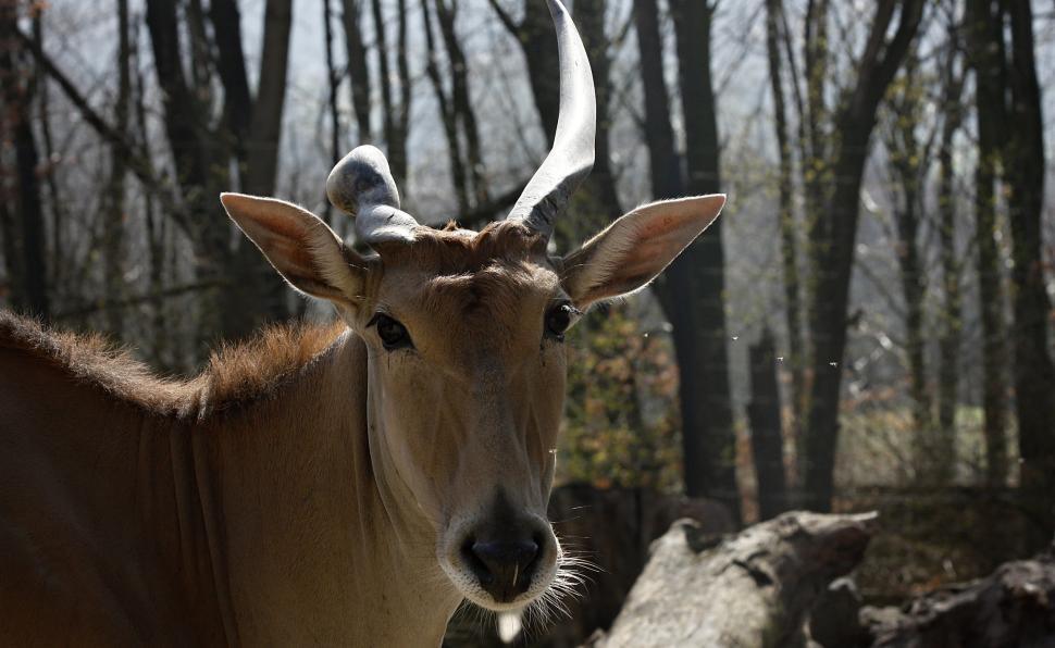 Free Image of Portrait Antelope 