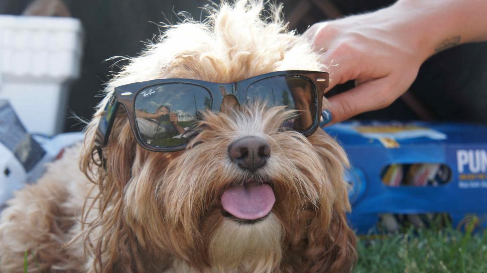 Free Image of Puppy Dog Wearing Sunglasses 
