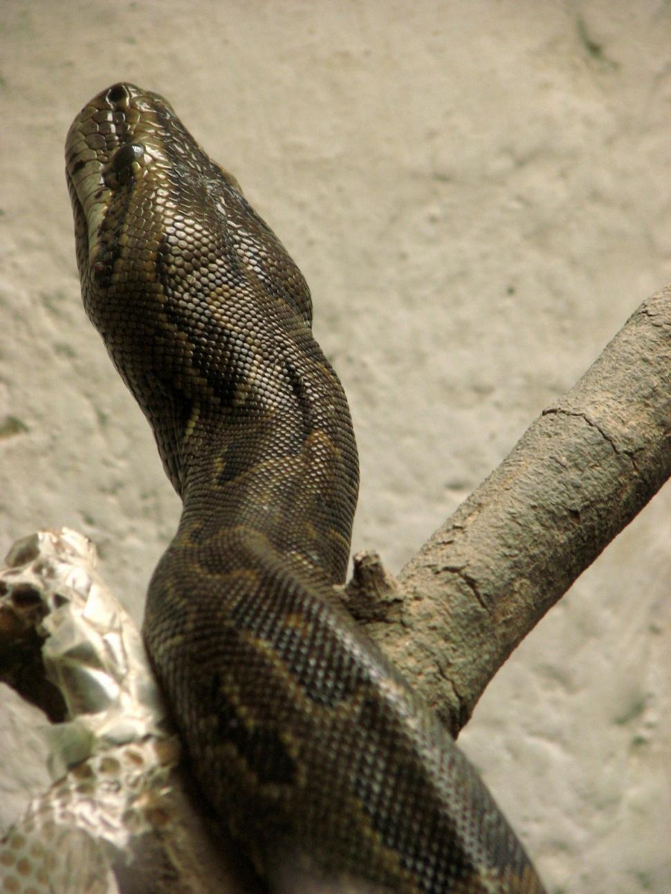 Free Image of Snake 