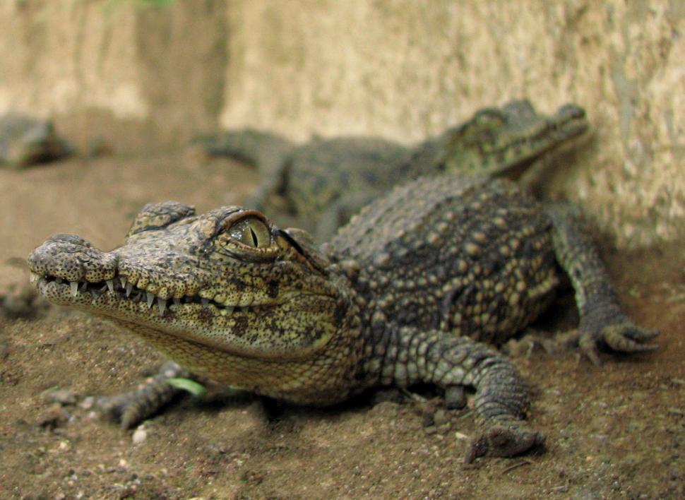 Free Image of Crocodile baby 