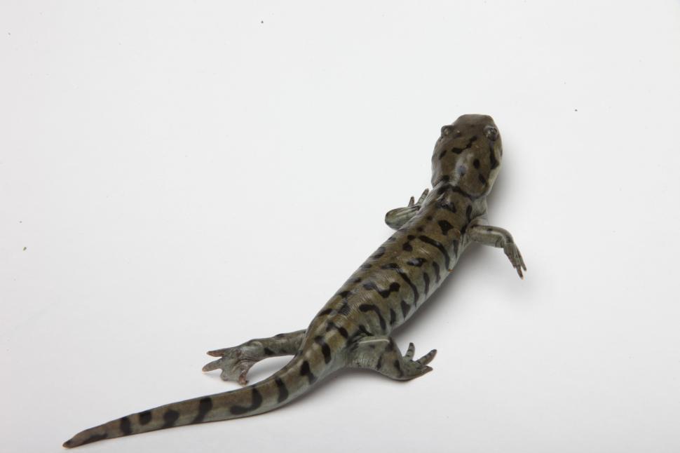 Free Image of Tiger Salamander 