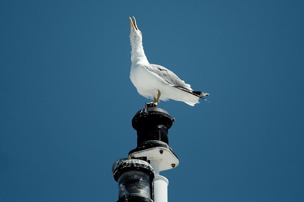 Free Image of Talking seagull 