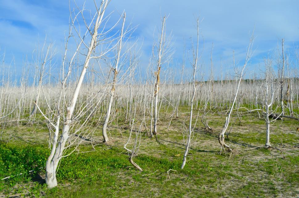 Free Image of A Barren Meadow of Trees, Sand, and Green Vegetation 