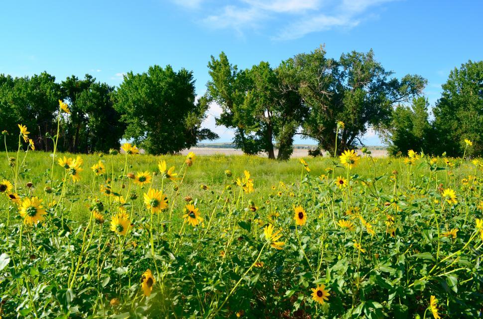 Free Image of Sunflower Patch in a Country Meadow with Big Trees 