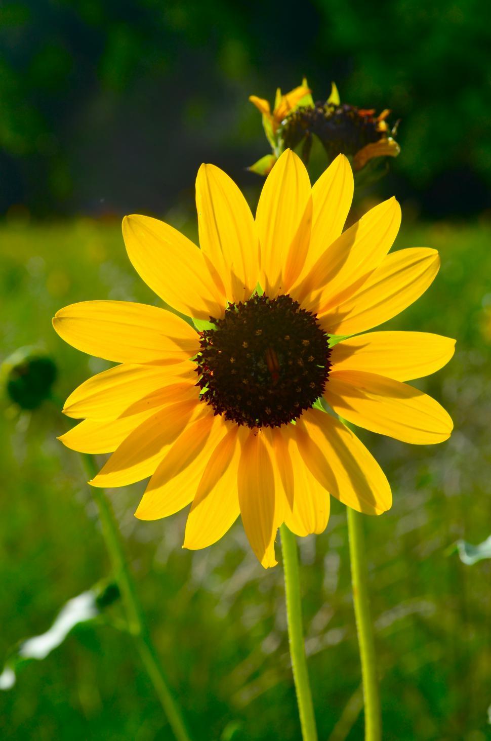 Free Image of Yellow Sunflower Large 