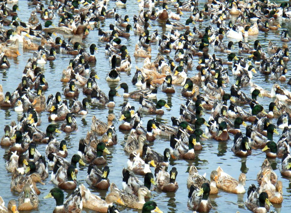 Free Image of Duck herding 