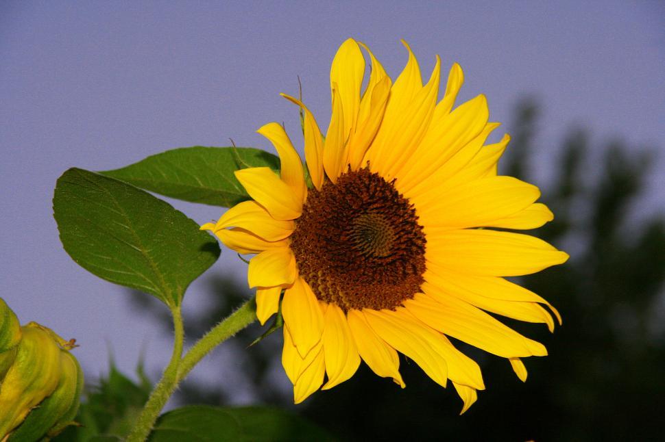 Free Image of Sunflower 