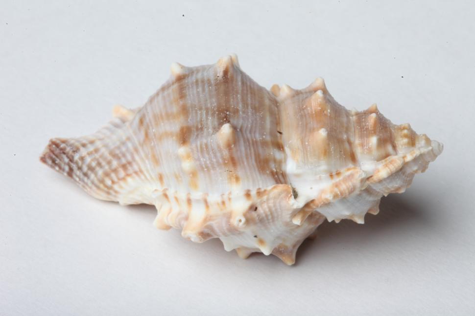 Free Image of Seashells 